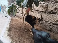 Chickens — foto 1