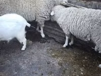 كبش, الأغنام — الصورة 2