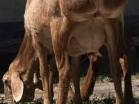 نعجة, Afghan Arabi sheep — الصورة 2