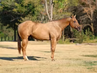 Horse (M), Quarter Horse — photo 3