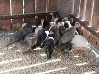 Guinea fowl — Foto 3