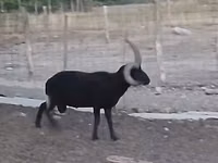 Carnero, Shetland sheep — foto 1