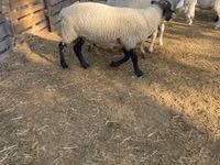 Ram, White Suffolk sheep — photo 2