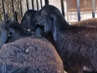 كبش, Kazakh fat-tailed coarsewool sheep — الصورة 3