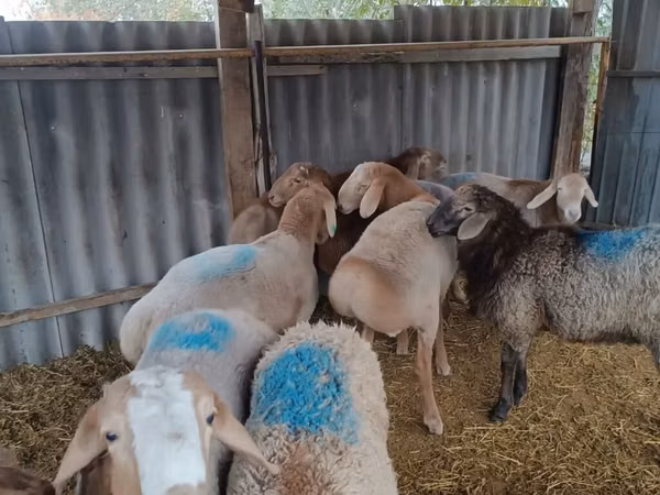 Widder, Rhon sheep