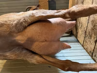 Cabra, Saanen goat — foto 1
