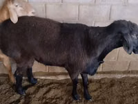 Ram, Rambouillet sheep — photo 4