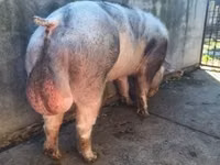 Boar — photo 5