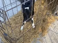 Bulle, Holstein-Rasse — Foto 5