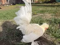 Chickens — 照片 3