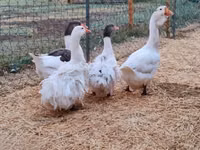 Geese — foto 7