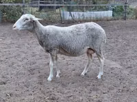 Sheep, Lacaune sheep — photo 4