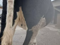 母牛, Russian Black pied cattle — 照片 3