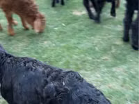 Cabras (lote, sexo no especificado), Cabras — foto 2
