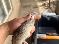 جولدن إيطالي — الصورة 1