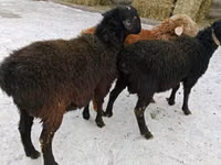 Ram, Sheep — photo 3