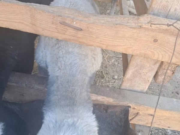 Ram, Sheep