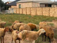 Sheep, Apsheron sheep — photo 7