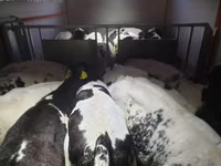 Rinder (Partie, Geschlecht nicht angegeben), Russian Black pied cattle — Foto 5