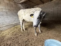 Vaca, Swiss cattle — foto 6