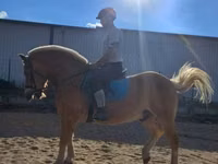 Hengst, Haflinger — Foto 6