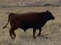 Bull, Kazakh White-headed cow — photo 5