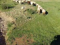 Sheep, Sheep — photo 1