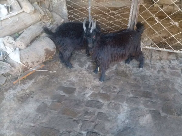 公山羊, Goats