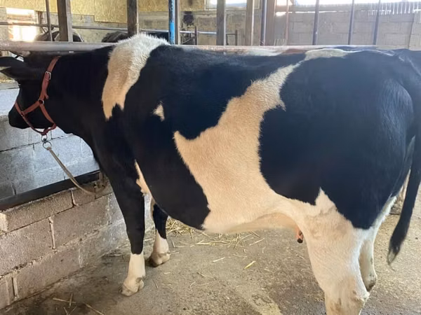 Cow, Holstein breed
