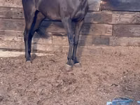 Yegua, Anglo-Arabian — foto 1