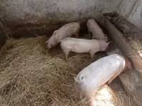 母猪, Pigs — 照片 3