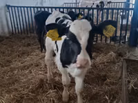 Toro, Russian Black pied cattle — foto 1