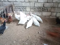 Blanco — foto 3