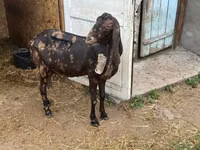 عنزة, Kamori goats — الصورة 5