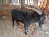 山羊（批次，未指定性别）, Goats — 照片 2