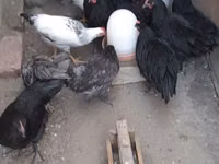 Gallo de pelea de fosa australiano — foto 2