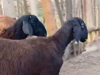 Schaf, Hissar sheep — Foto 2