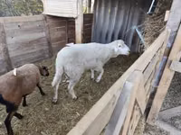 Carnero, Cameroon sheep — foto 1
