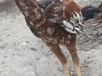 Chickens — الصورة 3