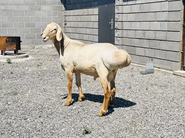 मेढ़ा, Hissar sheep