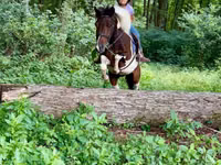 Hengst, Pinto horses — Foto 6