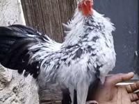 Shamo chickens — photo 4