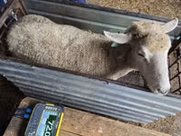 Schaf, Kuibyshev sheep — Foto 2