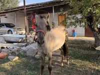 Horse (M), Tiger horse — photo 1