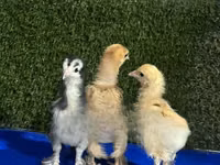 Brahma — foto 1