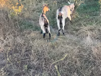 बकरी, बकरियाँ — फ़ोटो 1