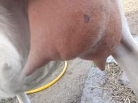 बकरा, Saanen goat — फ़ोटो 8