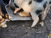 Boar — photo 5