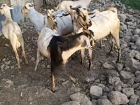 Billy Goat, Goats — photo 7