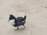 Ducks — foto 4